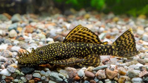 Antennenwels Haltung im Aquarium, Temperatur und。